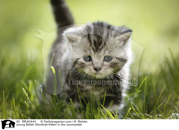 junges Britisch Kurzhaar Ktzchen im Grnen / young British Shorthair Kitten in the countryside / RR-83444