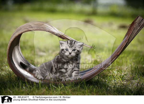 junges Britisch Kurzhaar Ktzchen im Grnen / young British Shorthair Kitten in the countryside / RR-83477
