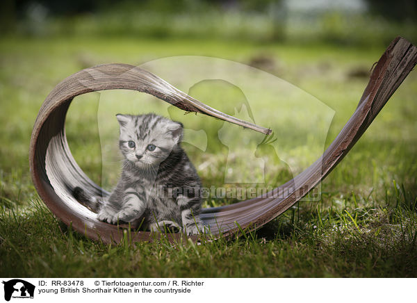 junges Britisch Kurzhaar Ktzchen im Grnen / young British Shorthair Kitten in the countryside / RR-83478