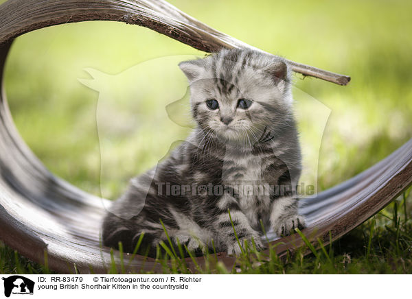 junges Britisch Kurzhaar Ktzchen im Grnen / young British Shorthair Kitten in the countryside / RR-83479