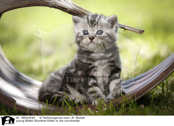 junges Britisch Kurzhaar Ktzchen im Grnen / young British Shorthair Kitten in the countryside / RR-83480