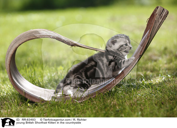 junges Britisch Kurzhaar Ktzchen im Grnen / young British Shorthair Kitten in the countryside / RR-83483