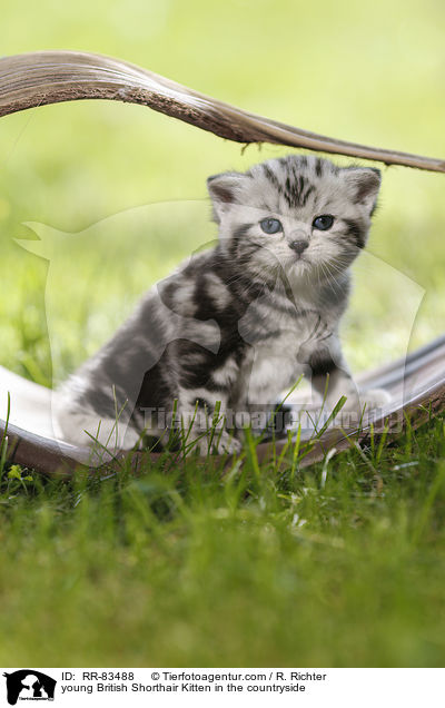 junges Britisch Kurzhaar Ktzchen im Grnen / young British Shorthair Kitten in the countryside / RR-83488