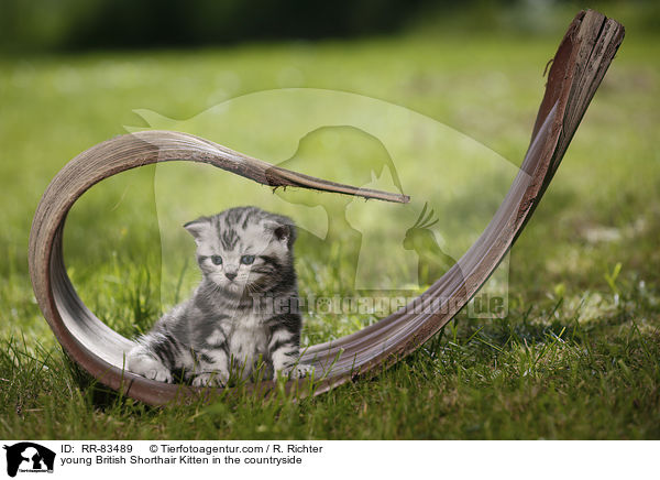 junges Britisch Kurzhaar Ktzchen im Grnen / young British Shorthair Kitten in the countryside / RR-83489