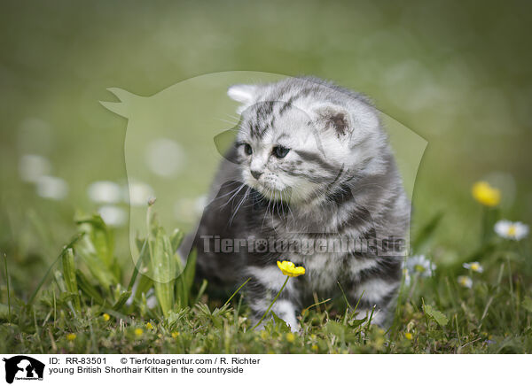 junges Britisch Kurzhaar Ktzchen im Grnen / young British Shorthair Kitten in the countryside / RR-83501