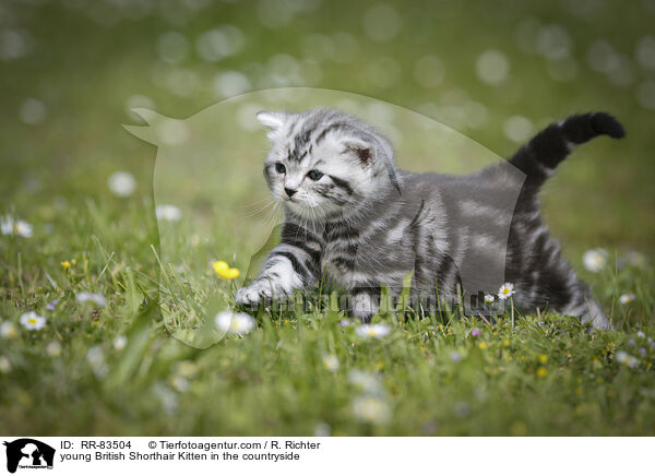 junges Britisch Kurzhaar Ktzchen im Grnen / young British Shorthair Kitten in the countryside / RR-83504