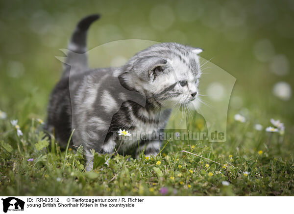 junges Britisch Kurzhaar Ktzchen im Grnen / young British Shorthair Kitten in the countryside / RR-83512
