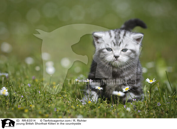 junges Britisch Kurzhaar Ktzchen im Grnen / young British Shorthair Kitten in the countryside / RR-83514