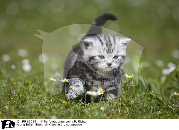 junges Britisch Kurzhaar Ktzchen im Grnen / young British Shorthair Kitten in the countryside / RR-83515