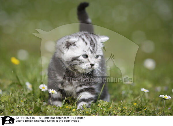 junges Britisch Kurzhaar Ktzchen im Grnen / young British Shorthair Kitten in the countryside / RR-83516