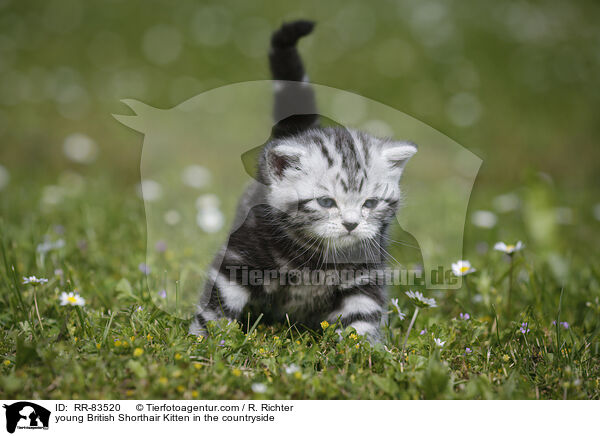 junges Britisch Kurzhaar Ktzchen im Grnen / young British Shorthair Kitten in the countryside / RR-83520