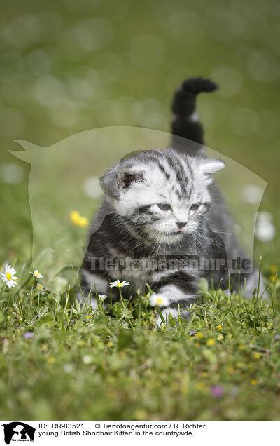 junges Britisch Kurzhaar Ktzchen im Grnen / young British Shorthair Kitten in the countryside / RR-83521