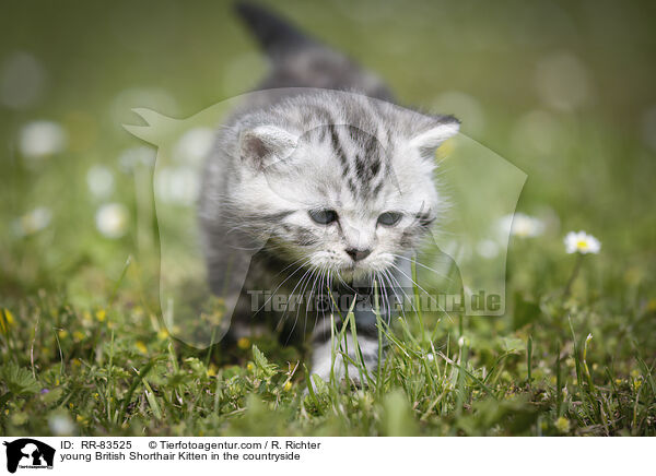 junges Britisch Kurzhaar Ktzchen im Grnen / young British Shorthair Kitten in the countryside / RR-83525