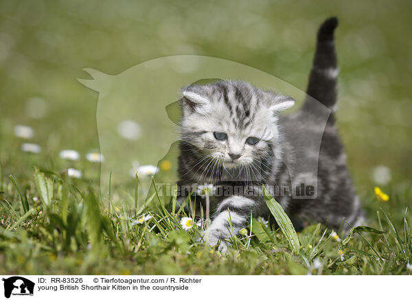 junges Britisch Kurzhaar Ktzchen im Grnen / young British Shorthair Kitten in the countryside / RR-83526