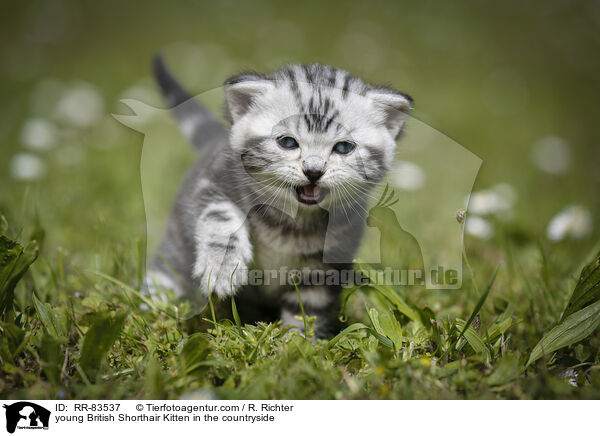 junges Britisch Kurzhaar Ktzchen im Grnen / young British Shorthair Kitten in the countryside / RR-83537