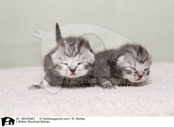 2 Britisch Kurzhaar Babies / 2 British Shorthair Babies / RR-83961