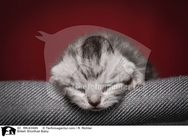 Britisch Kurzhaar Baby / British Shorthair Baby / RR-83999