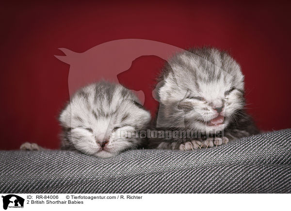 2 Britisch Kurzhaar Babies / 2 British Shorthair Babies / RR-84006