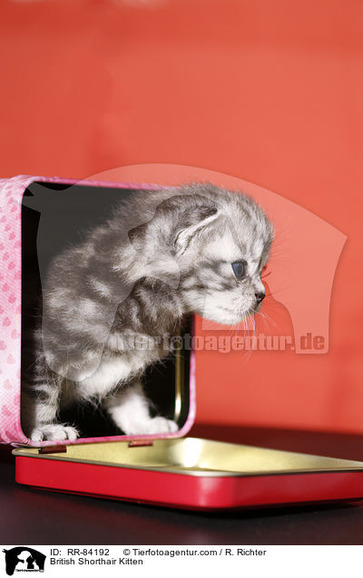 Britisch Kurzhaar Ktzchen / British Shorthair Kitten / RR-84192