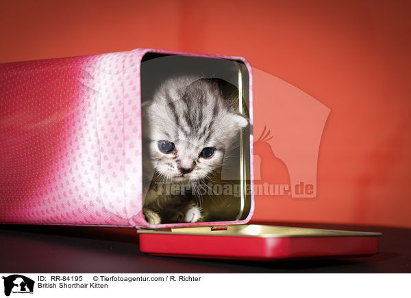 Britisch Kurzhaar Ktzchen / British Shorthair Kitten / RR-84195