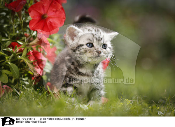 Britisch Kurzhaar Ktzchen / British Shorthair Kitten / RR-84548