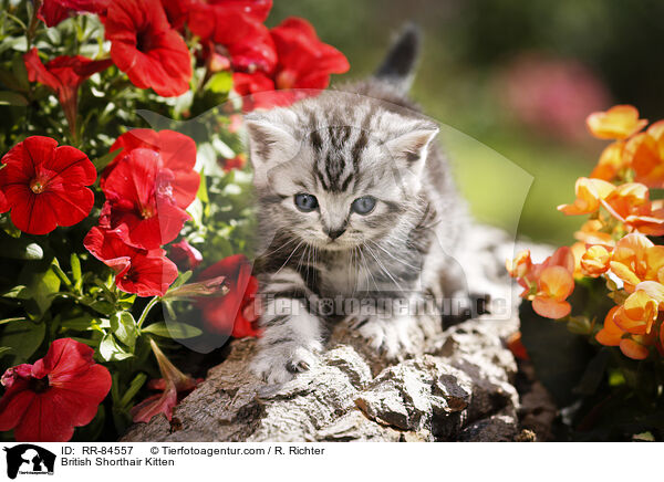 Britisch Kurzhaar Ktzchen / British Shorthair Kitten / RR-84557