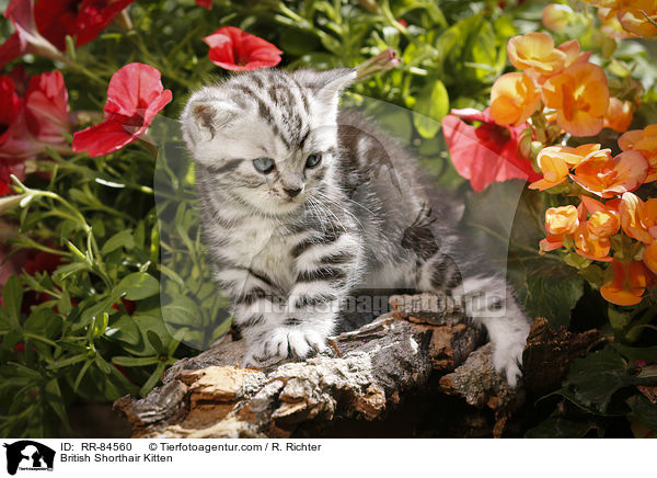 Britisch Kurzhaar Ktzchen / British Shorthair Kitten / RR-84560