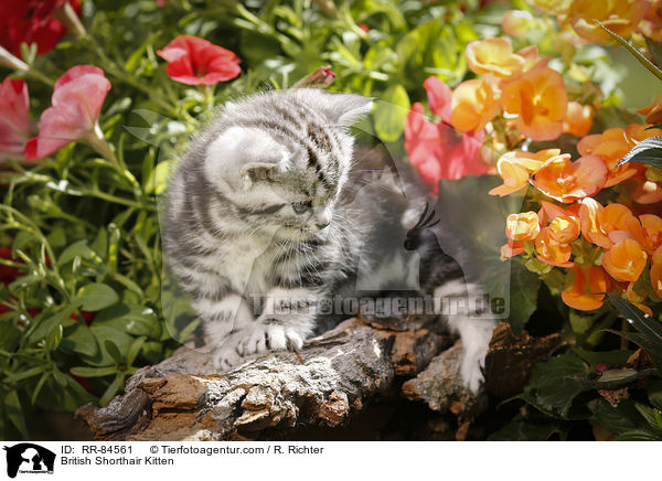 Britisch Kurzhaar Ktzchen / British Shorthair Kitten / RR-84561