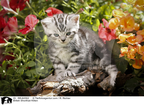 Britisch Kurzhaar Ktzchen / British Shorthair Kitten / RR-84562
