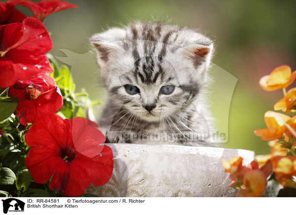Britisch Kurzhaar Ktzchen / British Shorthair Kitten / RR-84581