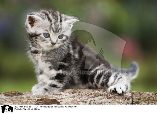Britisch Kurzhaar Ktzchen / British Shorthair Kitten / RR-84585