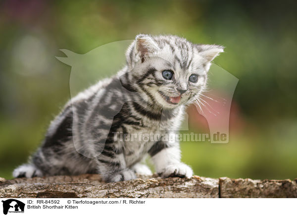 Britisch Kurzhaar Ktzchen / British Shorthair Kitten / RR-84592