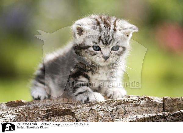 Britisch Kurzhaar Ktzchen / British Shorthair Kitten / RR-84596