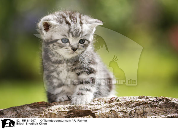 Britisch Kurzhaar Ktzchen / British Shorthair Kitten / RR-84597