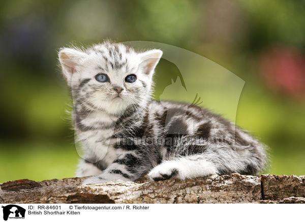 Britisch Kurzhaar Ktzchen / British Shorthair Kitten / RR-84601