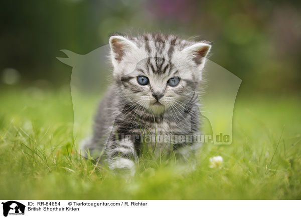 Britisch Kurzhaar Ktzchen / British Shorthair Kitten / RR-84654