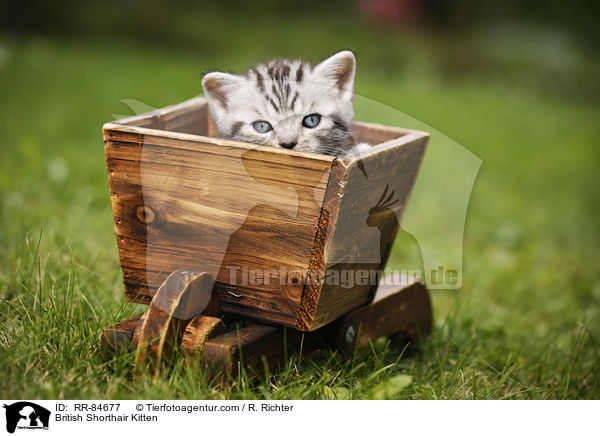 Britisch Kurzhaar Ktzchen / British Shorthair Kitten / RR-84677