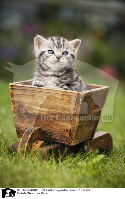 Britisch Kurzhaar K�tzchen / British Shorthair Kitten / RR-84682