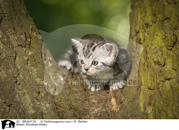 Britisch Kurzhaar Ktzchen / British Shorthair Kitten / RR-84716