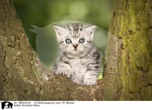 Britisch Kurzhaar Ktzchen / British Shorthair Kitten / RR-84723