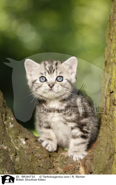 Britisch Kurzhaar Ktzchen / British Shorthair Kitten / RR-84730
