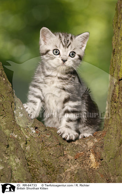 Britisch Kurzhaar Ktzchen / British Shorthair Kitten / RR-84733