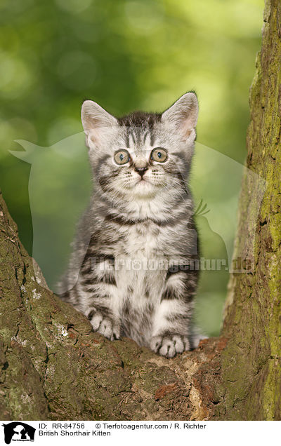 Britisch Kurzhaar Ktzchen / British Shorthair Kitten / RR-84756