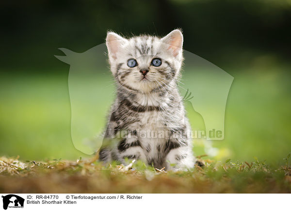 Britisch Kurzhaar Ktzchen / British Shorthair Kitten / RR-84770