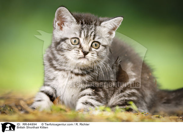Britisch Kurzhaar Ktzchen / British Shorthair Kitten / RR-84894