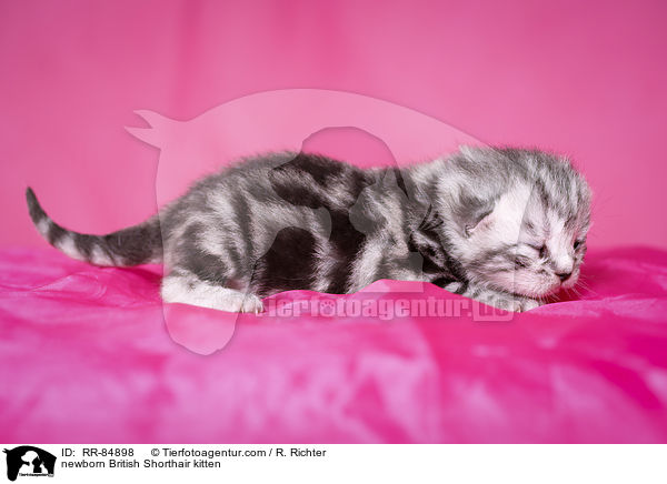 neugeborenes Britisch Kurzhaar Ktzchen / newborn British Shorthair kitten / RR-84898