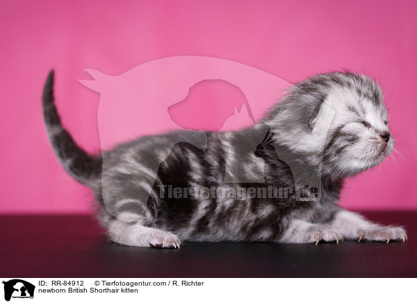 neugeborenes Britisch Kurzhaar Ktzchen / newborn British Shorthair kitten / RR-84912