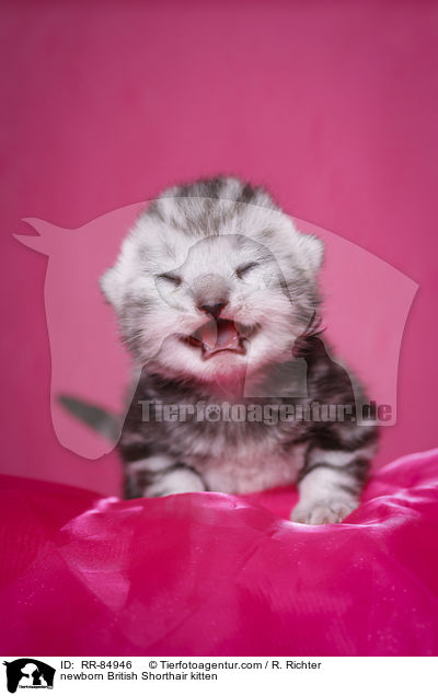 neugeborenes Britisch Kurzhaar Ktzchen / newborn British Shorthair kitten / RR-84946