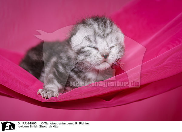 neugeborenes Britisch Kurzhaar Ktzchen / newborn British Shorthair kitten / RR-84965