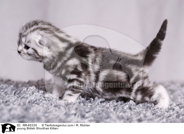 junges Britisch Kurzhaar Ktzchen / young British Shorthair Kitten / RR-85330